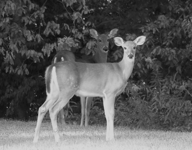Image of Deer Love by Linda S. Flynn from Florence